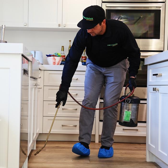 Ant infestation treatment